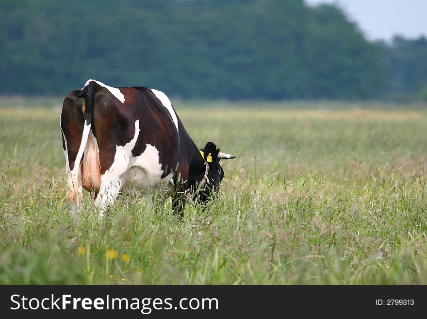 Black and white cow in the meadow. Black and white cow in the meadow