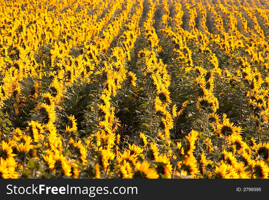 Background Of Sunflowers