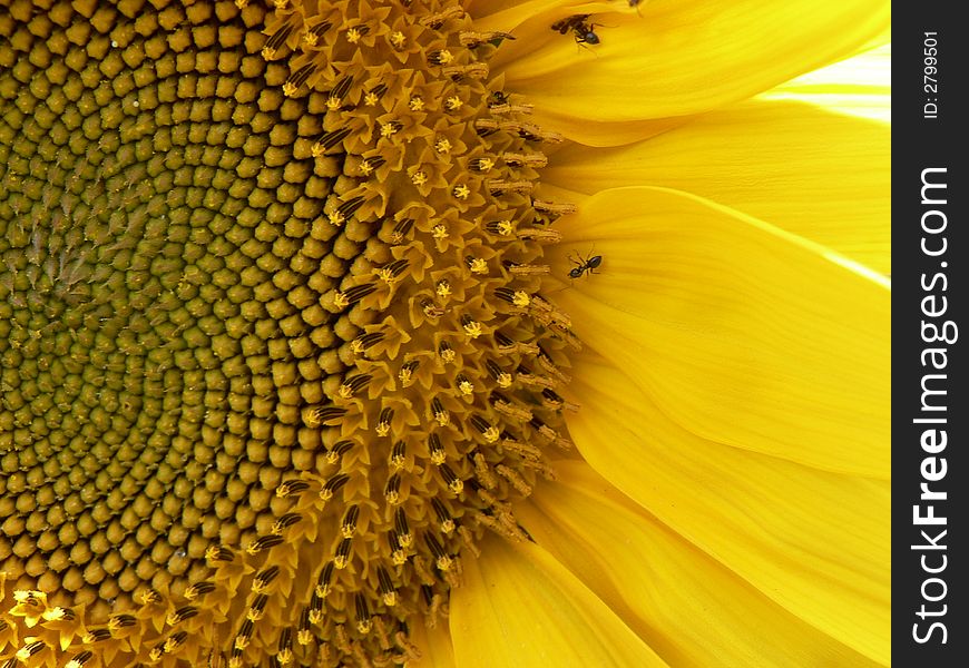 Flower of a sunflower close up