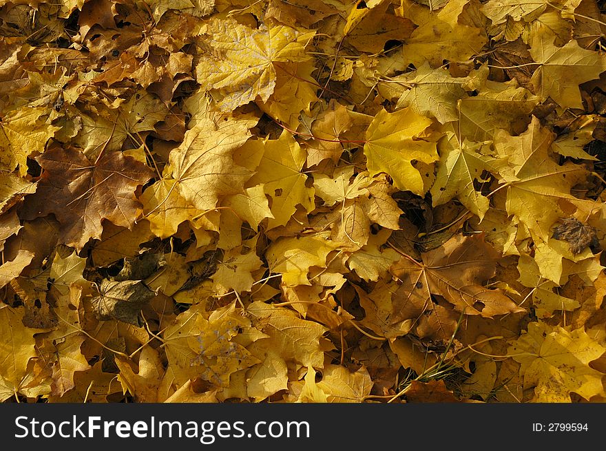 Yellow foliage in the autumn. Yellow foliage in the autumn