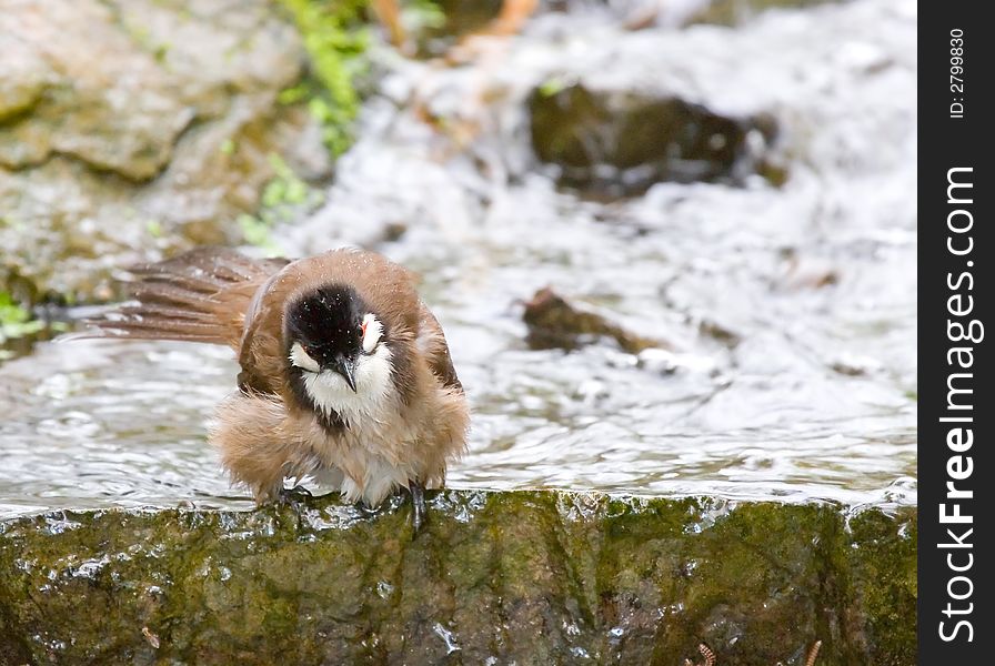 A brown dessert bird taking a bath in a river . A brown dessert bird taking a bath in a river .