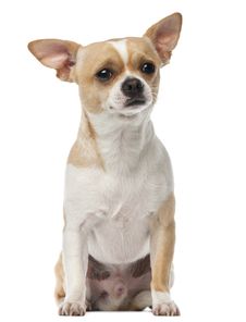 Chihuahua, 2 Years Old, Sitting And Looking Royalty Free Stock Photos