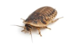 Cockroach Against White Background Stock Photos Cockroach Against White Background Stock Photos