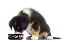 Australian Shepherd Puppy, 2 Months Old, Sitting Stock Image Australian Shepherd Puppy, 2 Months Old, Sitting Stock Image