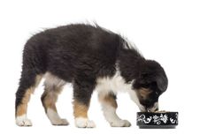 Australian Shepherd Puppy, 2 Months Old Royalty Free Stock Photos Australian Shepherd Puppy, 2 Months Old Royalty Free Stock Photos