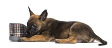 Belgian Shepherd Puppy Lying Next To Slipper Royalty Free Stock Photography