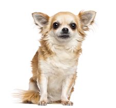 Chihuahua, 10 Years Old, Sitting And Looking Royalty Free Stock Images Chihuahua, 10 Years Old, Sitting And Looking Royalty Free Stock Images