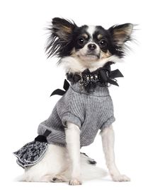 Chihuahua, 3.5 Years Old, Sitting, Dressed Royalty Free Stock Photography Chihuahua, 3.5 Years Old, Sitting, Dressed Royalty Free Stock Photography