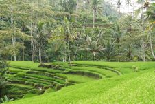 Tropical Setting With Rice Terraces Royalty Free Stock Photos Tropical Setting With Rice Terraces Royalty Free Stock Photos