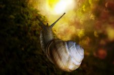 Snail Stock Photos Snail Stock Photos