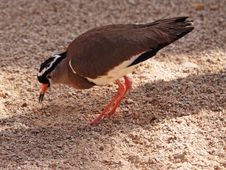 Ringed Plover Feeding On The Ground Royalty Free Stock Photography Ringed Plover Feeding On The Ground Royalty Free Stock Photography