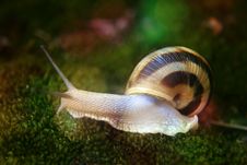 Snail Stock Image Snail Stock Image