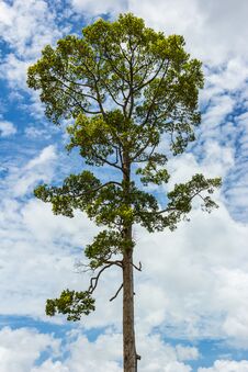 Big Tree Stock Photos Big Tree Stock Photos