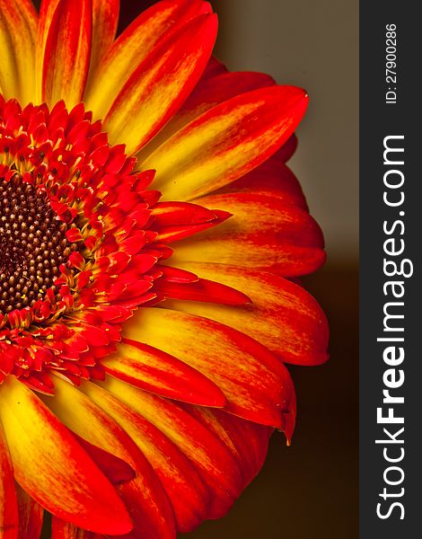 Close-up shot of a sunburst gerbera daisy. Half frame. Close-up shot of a sunburst gerbera daisy. Half frame.