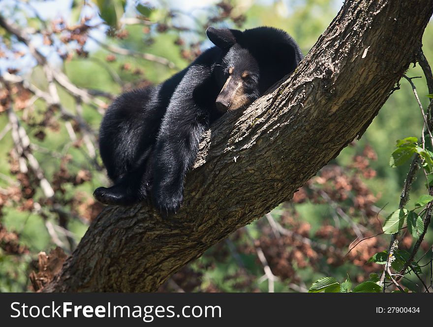 Young American Black Bear seeks safety in a tree. Summer in Northern Minnesota