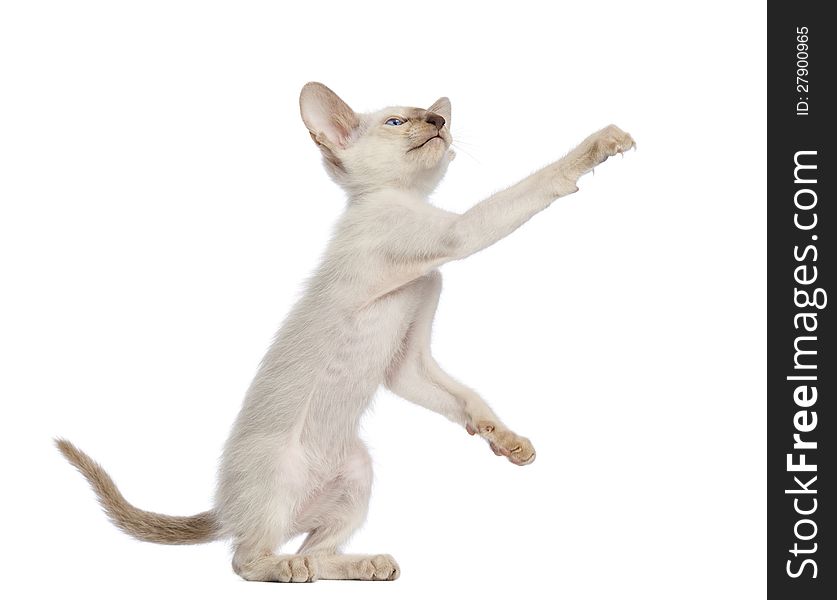 Oriental Shorthair kitten, 9 weeks old, standing on hind legs and reaching against white background