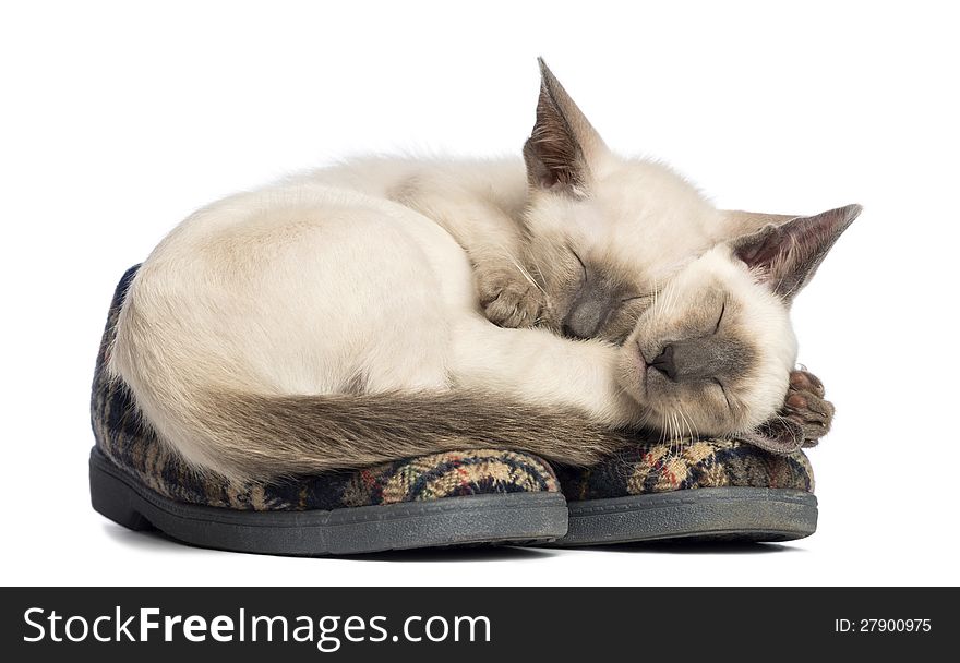 Two Oriental Shorthair kittens lying and sleeping on pair of slippers against white background