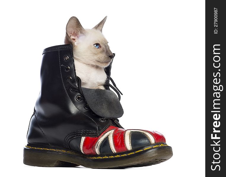 Oriental Shorthair kitten sitting in boot with Union Jack against white background