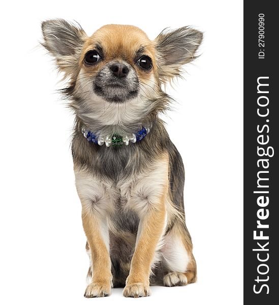 Chihuahua sitting and looking at camera against white background