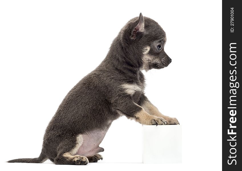 Chihuahua puppy sitting and leaning with its front paws on white cube against white background