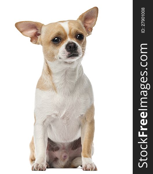 Chihuahua, 2 years old, sitting and looking at camera against white background