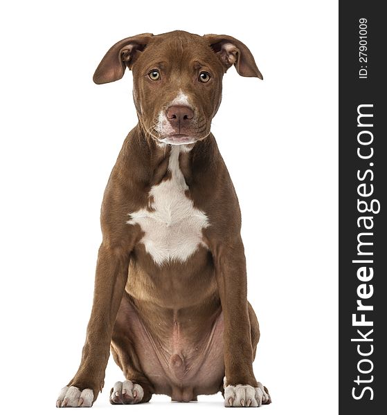 American Staffordshire Terrier puppy, 4 months old, sitting and looking at camera against white background