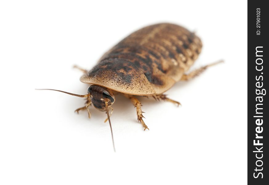 Cockroach against white background