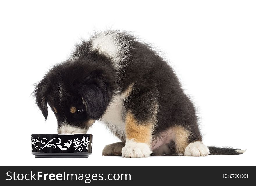 Australian Shepherd puppy, 2 months old, sitting and eating from bowl against white background