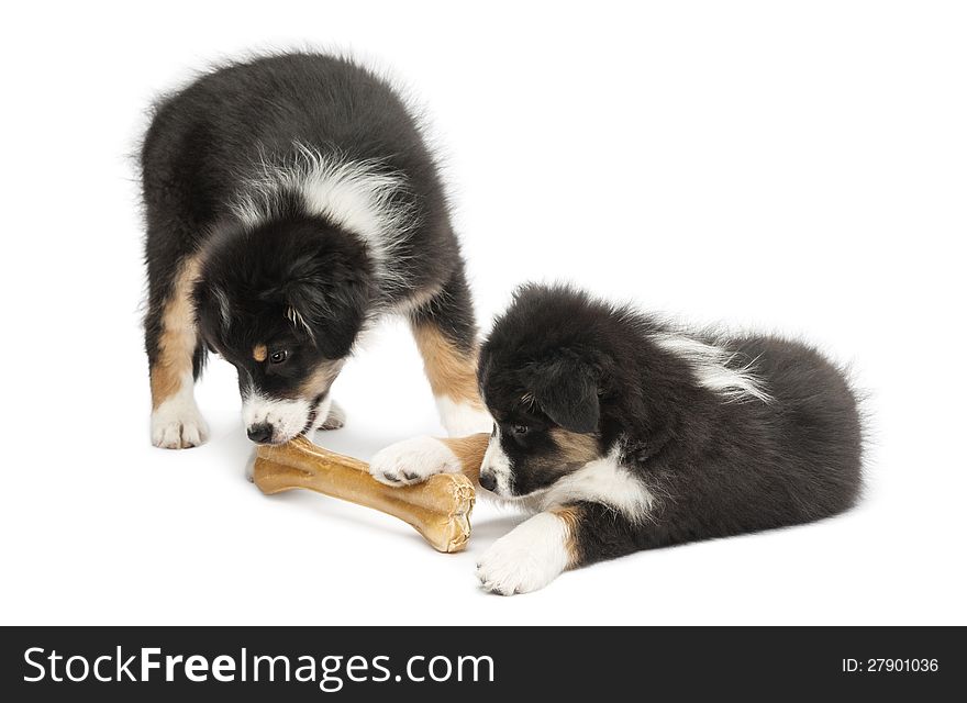 Two Australian Shepherd puppies, 2 months old, eating knuckle bone against white background