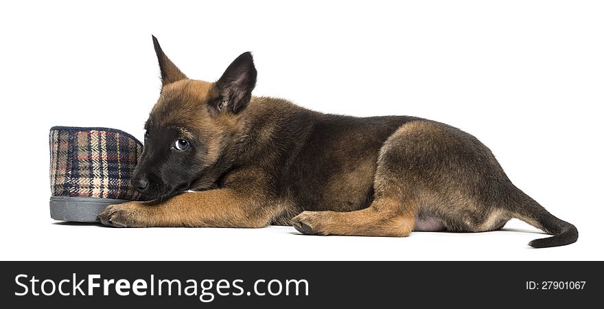 Belgian Shepherd puppy lying next to slipper against white background