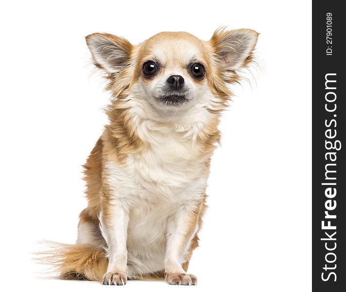 Chihuahua, 10 years old, sitting and looking at camera against white background