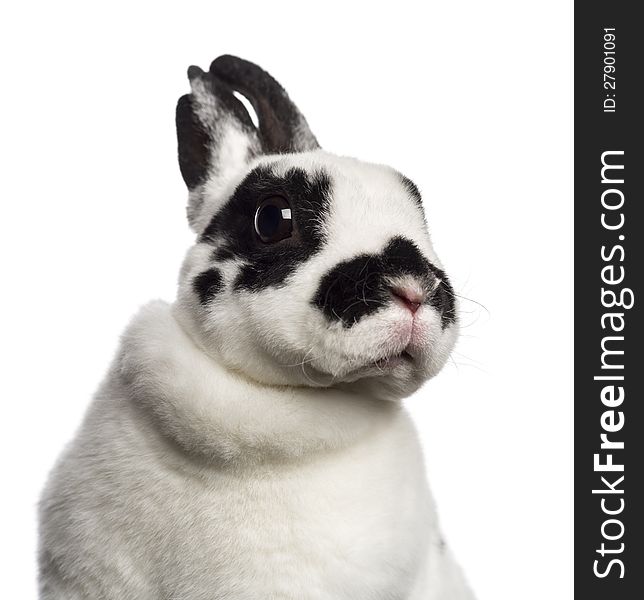 Close-up of Dalmatian Rabbit against white background