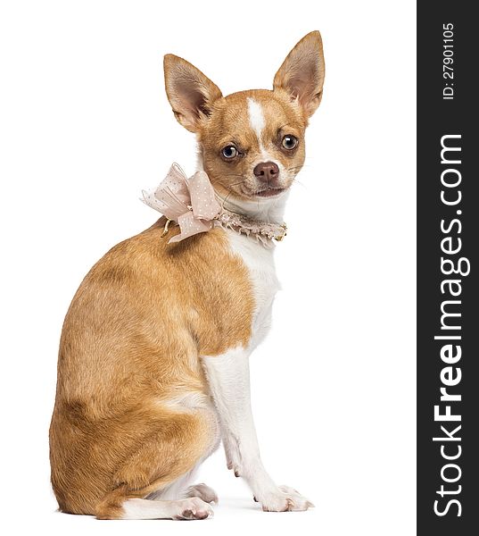 Chihuahua, 7 months old, wearing lace collar, sitting and looking at camera against white background