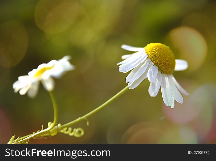 Beautiful daisy flowers with blur background
