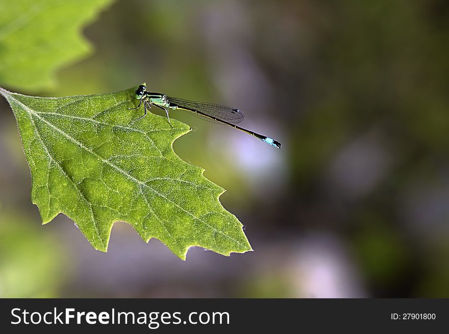 A little blue Dragonfly on green leaves background