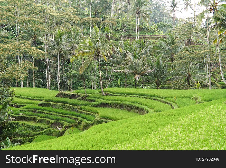 Lush tropical setting with green rice terraces and palm trees. Lush tropical setting with green rice terraces and palm trees