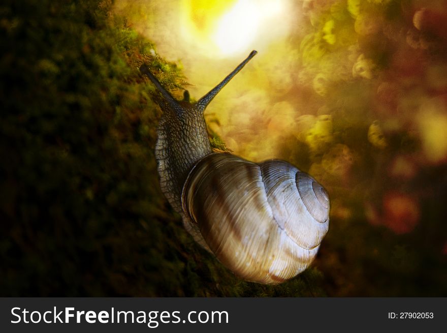 Snail long way to the light