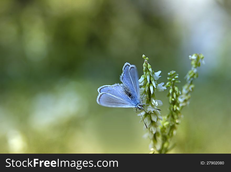 Blue butterfly and fragrant flowers