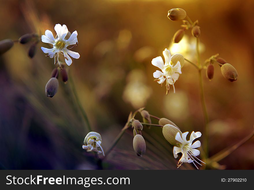 Beautiful plants in our environment. Beautiful plants in our environment