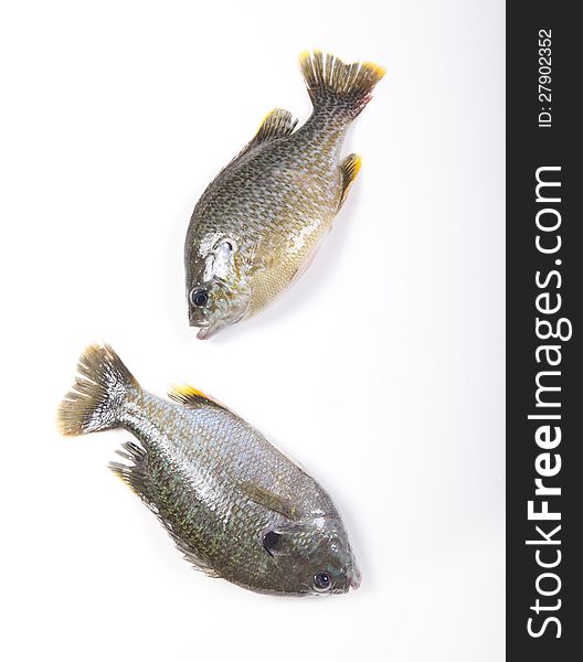 Freshwater fish on a white background