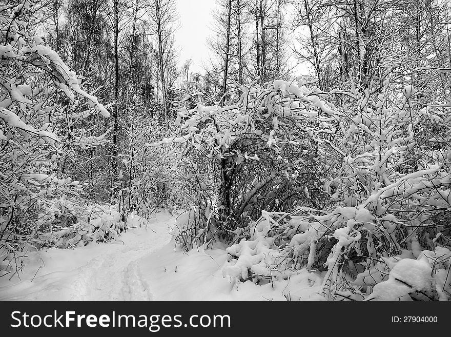 Snow in winter wood.