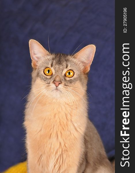 Somali cat blue color head vertical portrait with yellow eyes looking at camera. Somali cat blue color head vertical portrait with yellow eyes looking at camera