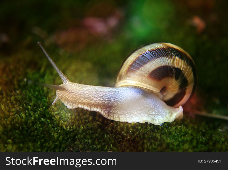 Snail on green moss with background