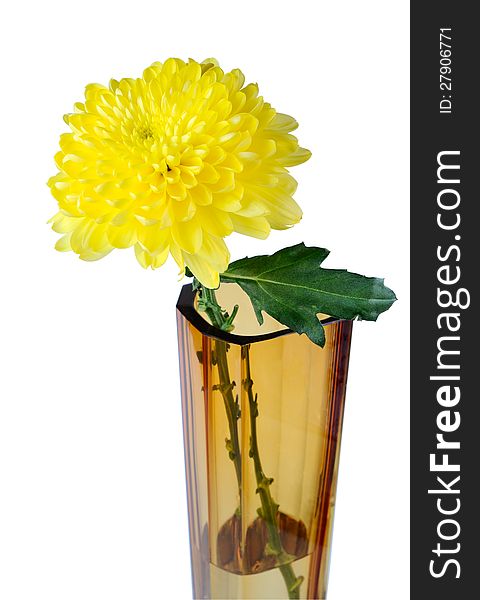 Yellow flower in a glass vase on a white background