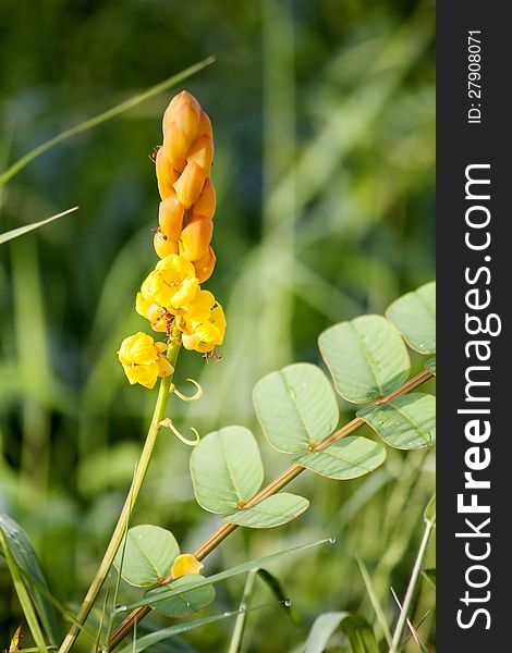 The yellow flower with the big blooming and red ant.