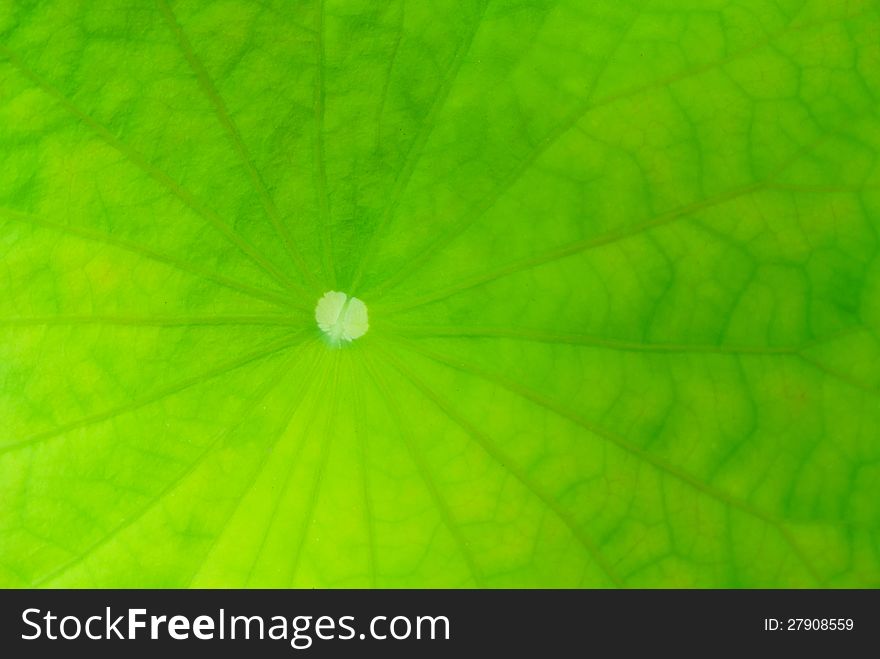 Close up view of core lotus leaf