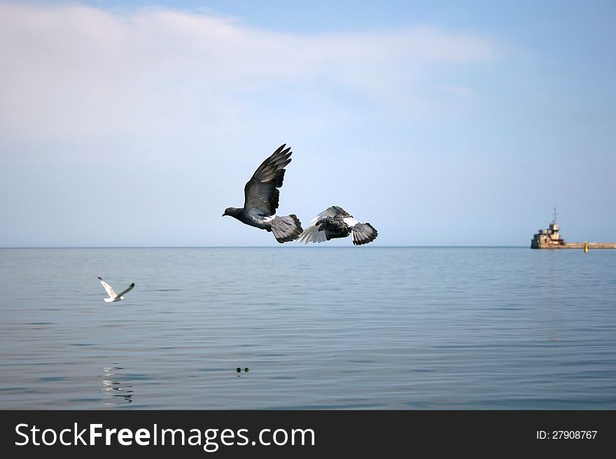 Two pigeons and a gull flying over sea, Feodosia, Crimea, Ukraine. Two pigeons and a gull flying over sea, Feodosia, Crimea, Ukraine