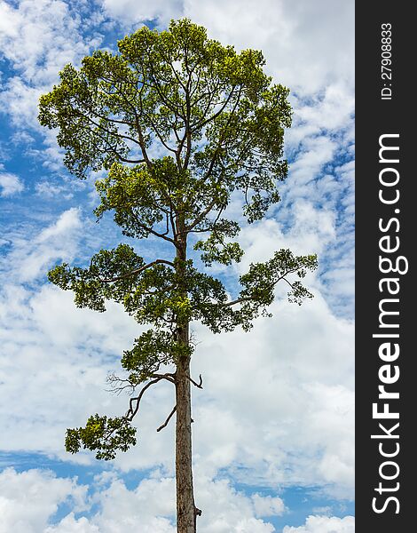 Big tree against the sky.