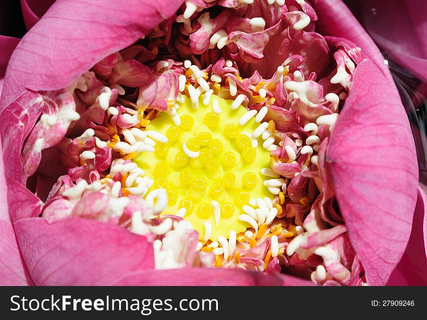 Thai traditional folded pink lotus with yellow core inside. Thai traditional folded pink lotus with yellow core inside.