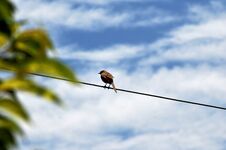 Free The Harmony Of Nature, Blue Sky, Plants And A Wire Where The Bird Pauses And Enjoys Nature... Stock Photography - 279016222